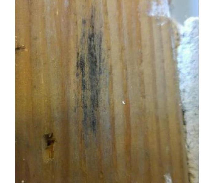 A closeup of a streak of mold growing on a panel. 