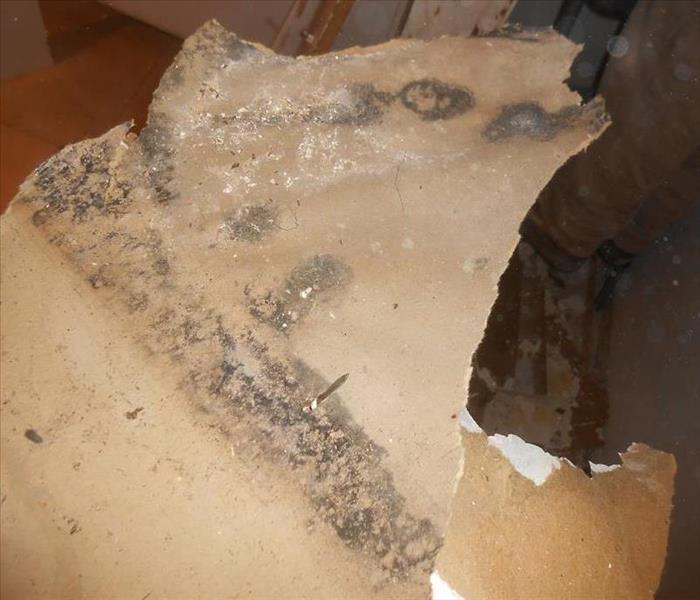 Good Mold Bad Mold What s The Difference SERVPRO Of Claremont 